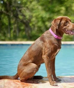 Frisco Outdoor Solid Textured Waterproof Stink Proof PVC Collar, Boysenberry Purple, Large, Neck: 18 ½ 26-in, Width: 1-in + Dog Leash, Boysenberry Purple, Large - Length: 6-ft, Width: 1-in -Frisco Sales 2024 319334 PT4. SY630 V1631142081