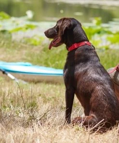 Frisco Outdoor Solid Textured Waterproof Stink Proof PVC Collar, Flamepoint Orange, Medium - Neck: 14½20-in, Width: 3/4-in + Dog Leash, Sunset Orange, Medium - Length: 6-ft, Width: 3/4-in -Frisco Sales 2024 319344 PT4. SY630 V1631141774
