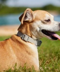 Frisco Outdoor Solid Textured Waterproof Stink Proof PVC Collar, Storm Gray, Extra Small - Neck: 8-12-in, Width: 5/8th-in + Dog Leash, Storm Gray, Small - Length: 6-ft, Width: 5/8-in -Frisco Sales 2024 319348 PT4. SY630 V1631154389