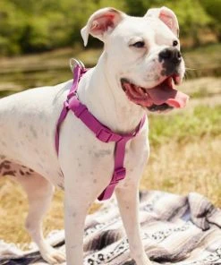 Frisco Outdoor Solid Textured Waterproof Stink Proof PVC Harness, Boysenberry Purple, Large, Neck: 19 to 27-in, Girth: 23 to 36-in + Dog Leash, Boysenberry Purple, Large - Length: 6-ft, Width: 1-in 14 Frisco Outdoor Solid Textured Waterproof Stink Proof PVC Harness, Boysenberry Purple, Large, Neck: 19 to 27-in, Girth: 23 to 36-in + Dog Leash, Boysenberry Purple, Large - Length: 6-ft, Width: 1-in -Frisco Sales 2024 319356 PT4. SY630 V1631146580