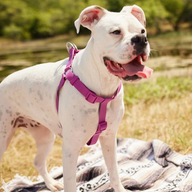 Frisco Outdoor Solid Textured Waterproof Stink Proof PVC Harness, Boysenberry Purple, Large, Neck: 19 to 27-in, Girth: 23 to 36-in + Dog Leash, Boysenberry Purple, Large - Length: 6-ft, Width: 1-in 7 Frisco Outdoor Solid Textured Waterproof Stink Proof PVC Harness, Boysenberry Purple, Large, Neck: 19 to 27-in, Girth: 23 to 36-in + Dog Leash, Boysenberry Purple, Large - Length: 6-ft, Width: 1-in - Image 5