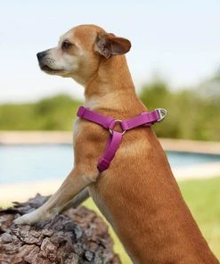 Frisco Outdoor Solid Textured Waterproof Stink Proof PVC Harness, Boysenberry Purple, Medium, Neck: 16 to 22-in, Girth: 19 to 29-in + Dog Leash, Boysenberry Purple, Medium - Length: 6-ft, Width: 3/4-in 14 Frisco Outdoor Solid Textured Waterproof Stink Proof PVC Harness, Boysenberry Purple, Medium, Neck: 16 to 22-in, Girth: 19 to 29-in + Dog Leash, Boysenberry Purple, Medium - Length: 6-ft, Width: 3/4-in -Frisco Sales 2024 319358 PT4. SY630 V1631160399