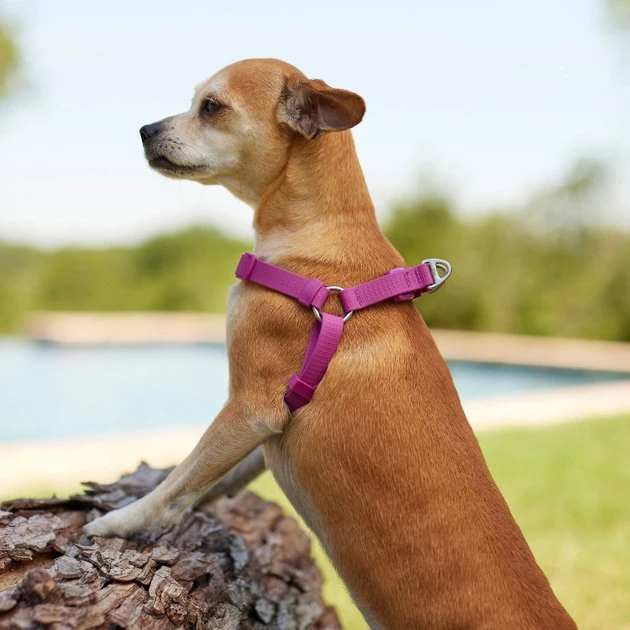 Frisco Outdoor Solid Textured Waterproof Stink Proof PVC Harness, Boysenberry Purple, Medium, Neck: 16 to 22-in, Girth: 19 to 29-in + Dog Leash, Boysenberry Purple, Medium - Length: 6-ft, Width: 3/4-in 7 Frisco Outdoor Solid Textured Waterproof Stink Proof PVC Harness, Boysenberry Purple, Medium, Neck: 16 to 22-in, Girth: 19 to 29-in + Dog Leash, Boysenberry Purple, Medium - Length: 6-ft, Width: 3/4-in - Image 5