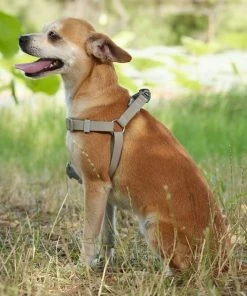 Frisco Outdoor Solid Textured Waterproof Stink Proof PVC Harness, Storm Gray, Medium, Neck: 16 to 22-in, Girth: 19 to 29-in + Dog Leash, Storm Gray, Medium - Length: 6-ft, Width: 3/4-in -Frisco Sales 2024 319366 PT5. SY630 V1631157670