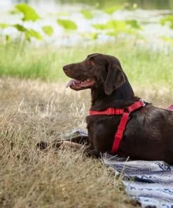 Frisco Outdoor Solid Textured Waterproof Stink Proof PVC Harness, Sunset Orage, Large, Neck: 19 to 27-in, Girth: 23 to 36-in + Dog Leash, Sunset Orange, LG - Length: 6-ft, Width: 1-in 16 Frisco Outdoor Solid Textured Waterproof Stink Proof PVC Harness, Sunset Orage, Large, Neck: 19 to 27-in, Girth: 23 to 36-in + Dog Leash, Sunset Orange, LG - Length: 6-ft, Width: 1-in -Frisco Sales 2024 319372 PT5. SY630 V1631149311