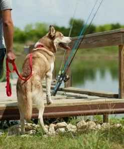 Frisco Outdoor Solid Textured Waterproof Stink Proof PVC Harness, Sunset Orage, Large, Neck: 19 to 27-in, Girth: 23 to 36-in + Dog Leash, Sunset Orange, LG - Length: 6-ft, Width: 1-in 19 Frisco Outdoor Solid Textured Waterproof Stink Proof PVC Harness, Sunset Orage, Large, Neck: 19 to 27-in, Girth: 23 to 36-in + Dog Leash, Sunset Orange, LG - Length: 6-ft, Width: 1-in -Frisco Sales 2024 319372 PT8. SY630 V1631155599