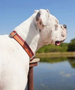 Frisco Outdoor Two Tone Waterproof Stinkproof PVC Harness, Flamepoint Orange, Medium, Neck: 16 to 22-in, Girth: 19 to 29-in + Dog Collar, Flamepoint Orange, Medium - Neck: 14½-20-in, Width: 3/4-in -Frisco Sales 2024 319382 PT8. SY630 V1631139996