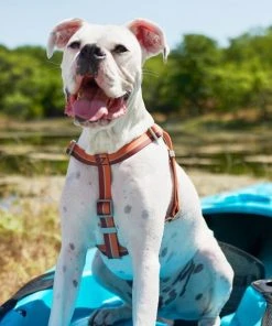 Frisco Outdoor Two Tone Waterproof Stinkproof PVC Harness, Flamepoint Orange,Extra Large, Neck: 22 to 33-in, Girth: 32 to 44-in + Outdoor Two Tone Waterproof Stinkproof PVC Harness, Shadow Purple, Large, Neck: 19 to 27-in, Girth: 23 to 36-in -Frisco Sales 2024 319386 PT3. SY630 V1630619471