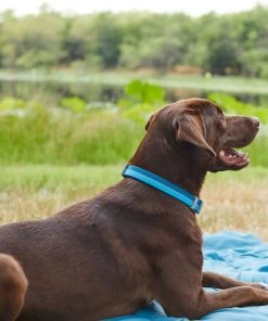 Frisco Outdoor Two Tone Waterproof Stinkproof PVC Harness, River Blue, Medium, Neck: 16 to 22-in, Girth: 19 to 29-in + Dog Collar, River Blue, Medium - Neck: 14½-20-in, Width: 3/4-in -Frisco Sales 2024 319392 PT8. SY630 V1631156488