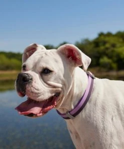 Frisco Outdoor Two Toned Waterproof Stink Proof PVC Collar, Boysenberry Purple, Large, Neck: 18 ½ 26-in, Width: 1-in + Dog Leash, Boysenberry Purple, Large - Length: 6-ft, Width: 1-in -Frisco Sales 2024 319412 PT4. SY630 V1631158329