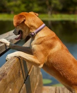 Frisco Outdoor Two Toned Waterproof Stink Proof PVC Collar, Boysenberry Purple, Small - Neck: 10½14-in, Width: 5/8-in + Dog Leash, Boysenberry Purple, Small - Length: 6-ft, Width: 5/8-in 14 Frisco Outdoor Two Toned Waterproof Stink Proof PVC Collar, Boysenberry Purple, Small - Neck: 10½14-in, Width: 5/8-in + Dog Leash, Boysenberry Purple, Small - Length: 6-ft, Width: 5/8-in -Frisco Sales 2024 319416 PT4. SY630 V1631142398