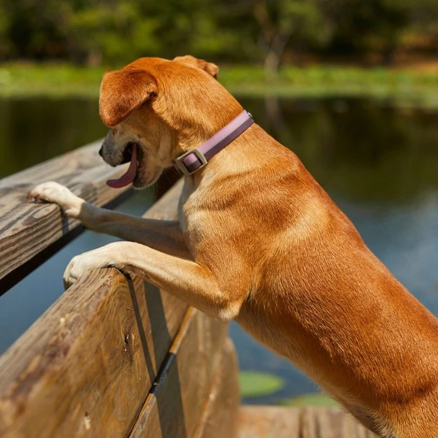 Frisco Outdoor Two Toned Waterproof Stink Proof PVC Collar, Boysenberry Purple, Small - Neck: 10½14-in, Width: 5/8-in + Dog Leash, Boysenberry Purple, Small - Length: 6-ft, Width: 5/8-in 7 Frisco Outdoor Two Toned Waterproof Stink Proof PVC Collar, Boysenberry Purple, Small - Neck: 10½14-in, Width: 5/8-in + Dog Leash, Boysenberry Purple, Small - Length: 6-ft, Width: 5/8-in - Image 5