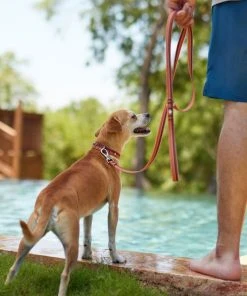 Frisco Outdoor Two Toned Waterproof Stink Proof PVC Collar, Flamepoint Orange, Medium - Neck: 14½20-in, Width: 3/4-in + Dog Leash, Sunset Orange, Medium - Length: 6-ft, Width: 3/4-in -Frisco Sales 2024 319422 PT7. SY630 V1631153807