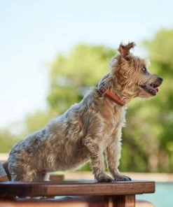 Frisco Outdoor Two Toned Waterproof Stink Proof PVC Collar, Flamepoint Orange, Small - Neck: 10½14-in, Width: 5/8-in + Dog Leash, Sunset Orange, Small - Length: 6-ft, Width: 5/8-in -Frisco Sales 2024 319424 PT4. SY630 V1631157707