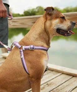 Frisco Outdoor Two Toned Waterproof Stink Proof PVC Leash, Boysenberry Purple, Large - Length: 6-ft, Width: 1-in + Dog Harness, Shadow Purple, Large, Neck: 19 to 27-in, Girth: 23 to 36-in -Frisco Sales 2024 319434 PT8. SY630 V1631161285