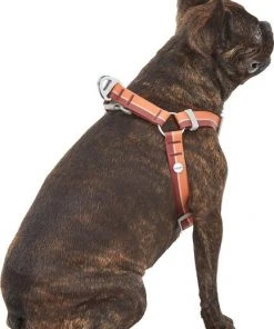 Frisco Outdoor Two Toned Waterproof Stink Proof PVC Leash, Sunset Orange, Large - Length: 6-ft, Width: 1-in + Dog Harness, Flamepoint Orange, Large, Neck: 19 to 27-in, Girth: 23 to 36-in 17 Frisco Outdoor Two Toned Waterproof Stink Proof PVC Leash, Sunset Orange, Large - Length: 6-ft, Width: 1-in + Dog Harness, Flamepoint Orange, Large, Neck: 19 to 27-in, Girth: 23 to 36-in -Frisco Sales 2024 319446 PT6. SY630 V1631158304