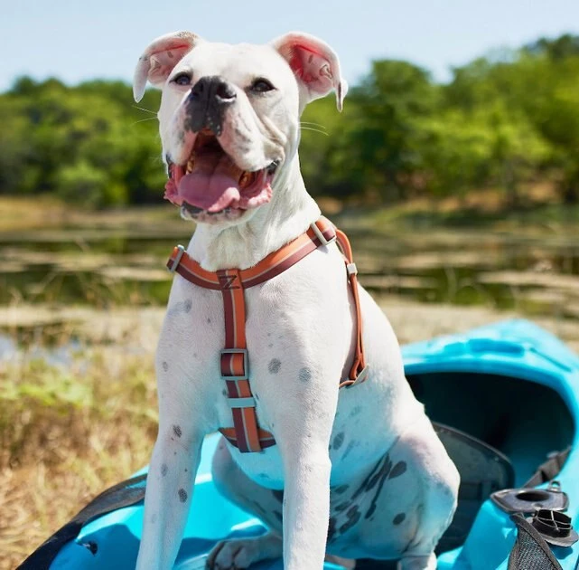 Frisco Outdoor Two Toned Waterproof Stink Proof PVC Leash, Sunset Orange, Large - Length: 6-ft, Width: 1-in + Dog Harness, Flamepoint Orange, Large, Neck: 19 to 27-in, Girth: 23 to 36-in 11 Frisco Outdoor Two Toned Waterproof Stink Proof PVC Leash, Sunset Orange, Large - Length: 6-ft, Width: 1-in + Dog Harness, Flamepoint Orange, Large, Neck: 19 to 27-in, Girth: 23 to 36-in - Image 9