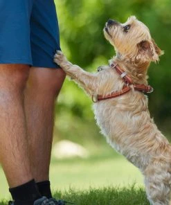 Frisco Outdoor Two Toned Waterproof Stink Proof PVC Leash, Sunset Orange, Medium - Length: 6-ft, Width: 3/4-in + Dog Harness, Flamepoint Orange, Medium, Neck: 16 to 22-in, Girth: 19 to 29-in -Frisco Sales 2024 319448 PT8. SY630 V1631145975