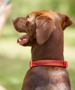 Frisco Outdoor Woven Jacquard Nylon Dog Collar, Flamepoint Orange, Large, Neck: 18 -26-in, Width: 1-in + Ultra Reflective Rope Leash With Padded Handle, Sunset Orange, 6 - ft -Frisco Sales 2024 319462 PT4. SY630 V1631142997