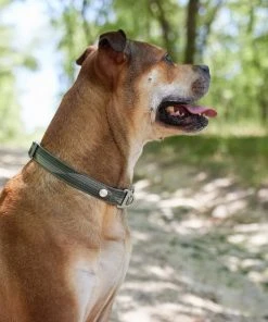 Frisco Outdoor Woven Jacquard Nylon Dog Collar, Forest Green, Large, Neck: 18 -26-in, Width: 1-in + Ultra Reflective Rope Leash With Padded Handle, Stone Gray, 6 - ft -Frisco Sales 2024 319470 PT4. SY630 V1631147489