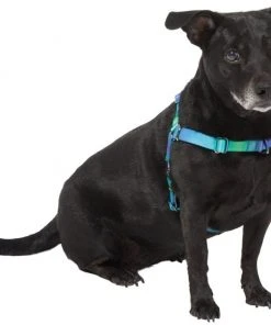 Frisco Green Ombre Style Dog Harness -Frisco Sales 2024 324531 PT2. SY630 V1642519055
