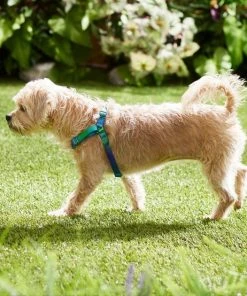 Frisco Green Ombre Style Dog Harness -Frisco Sales 2024 324531 PT4. SY630 V1642519509