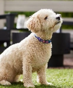 Frisco Purple Ombre Style Dog Collar -Frisco Sales 2024 324541 PT3. SY630 V1642519333