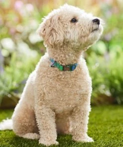 Frisco Green Ombre Style Dog Collar -Frisco Sales 2024 324546 PT3. SY630 V1642519468
