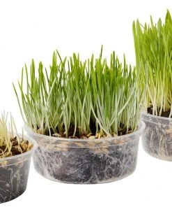 Frisco Natural Cat Grass Growing Kit -Frisco Sales 2024 325885 PT4. SY630 V1640626938