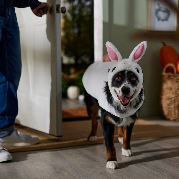 Frisco Bunny Dog & Cat Costume 8 Frisco Bunny Dog & Cat Costume - Image 6
