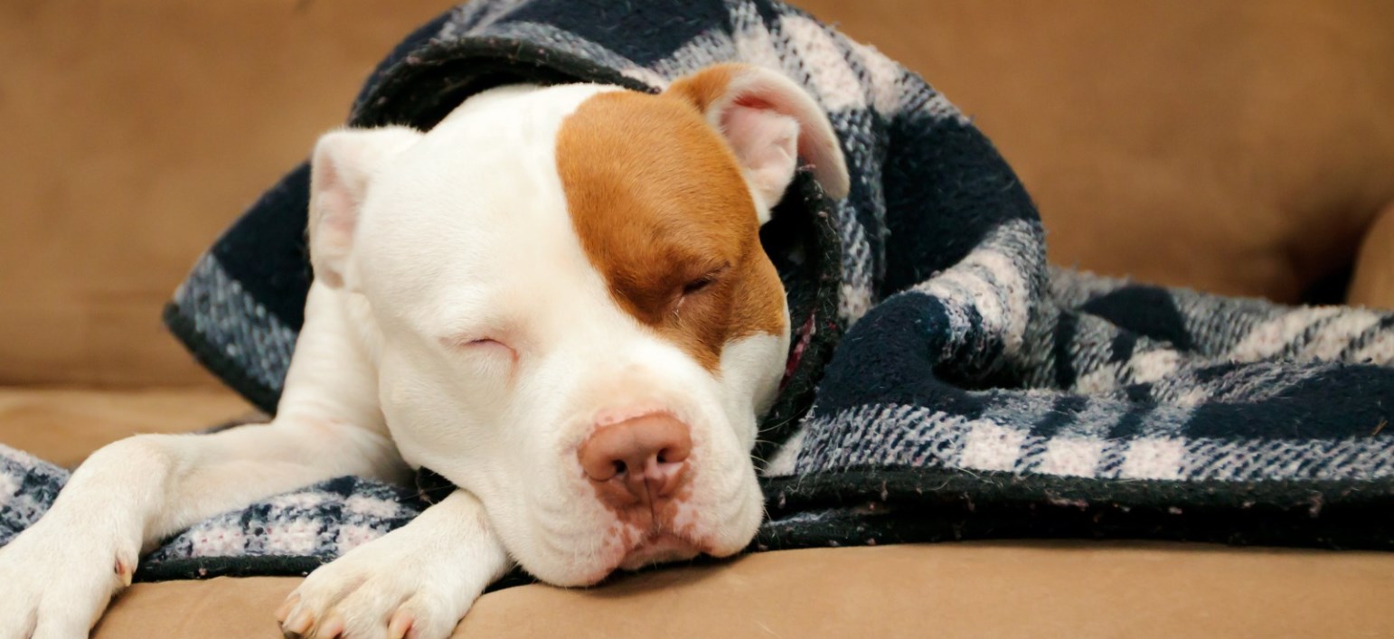 Gazebo Parts Direct Sales Store -Frisco Sales 2024 Dingtalk 20240603152249