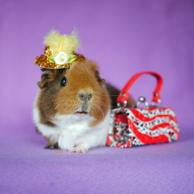 Gazebo Parts Direct Sales Store -Frisco Sales 2024 f4717855519d248a827155719d60b8c0